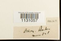 Grimmia laevigata image