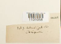 Grimmia laevigata image