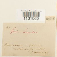 Grimmia laevigata image