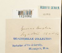 Grimmia laevigata image