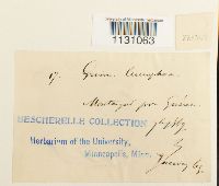 Grimmia laevigata image