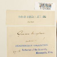 Grimmia laevigata image