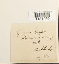 Grimmia laevigata image