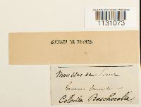 Image Associated With the Occurrence