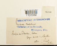 Grimmia montana image