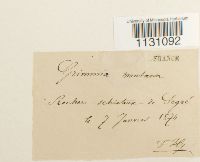 Grimmia montana image