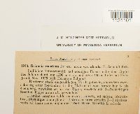 Grimmia montana image