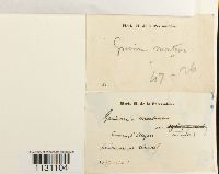 Grimmia montana image