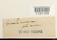 Grimmia montana image