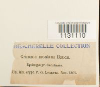 Grimmia montana image
