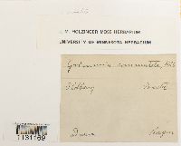 Grimmia ovalis image