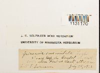 Grimmia ovalis image