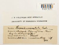 Grimmia ovalis image