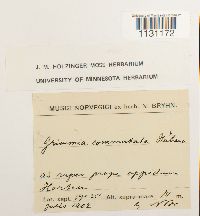 Grimmia ovalis image