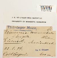 Grimmia ovalis image