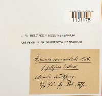 Grimmia ovalis image