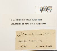 Grimmia ovalis image