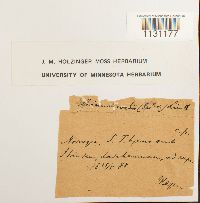 Grimmia ovalis image