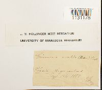 Grimmia ovalis image