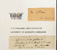 Grimmia ovalis image