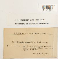 Grimmia ovalis image