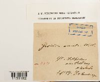 Grimmia ovalis image