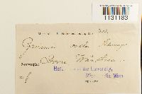 Grimmia ovalis image