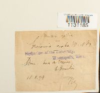 Grimmia ovalis image