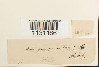 Grimmia ovalis image