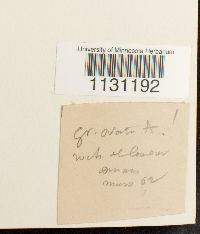 Grimmia ovalis image