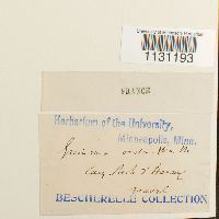 Grimmia ovalis image