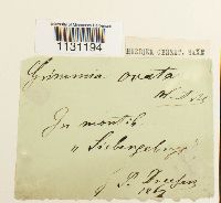 Grimmia ovalis image