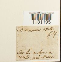 Grimmia ovalis image