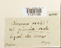 Grimmia ovalis image