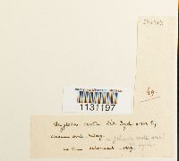 Grimmia ovalis image