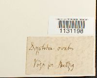 Grimmia ovalis image