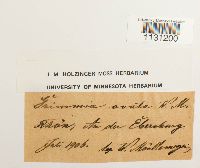 Grimmia ovalis image