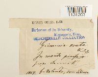 Grimmia ovalis image