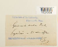 Grimmia ovalis image