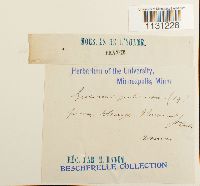 Grimmia pulvinata image