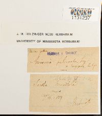 Grimmia pulvinata image