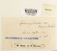 Grimmia pulvinata image