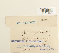 Grimmia pulvinata image