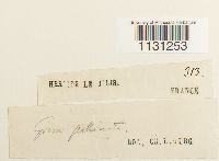 Grimmia pulvinata image