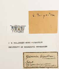 Grimmia tergestina image