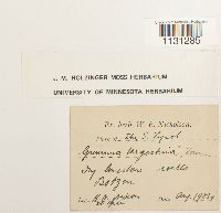 Grimmia tergestina image