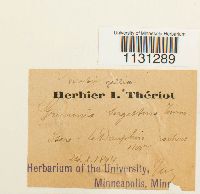 Grimmia tergestina image