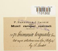 Grimmia torquata image