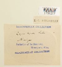 Grimmia torquata image