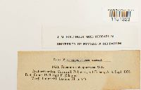 Grimmia trichophylla image